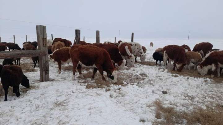 Мал ұрлайтындарға жаза қатаңдатылды
