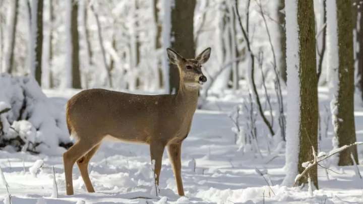 Ауа райы болжамы: 27 градус аяз, екпіні күшті жел болады