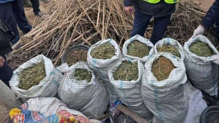 Үш облыста ірі есірткі зертханалары жойылды