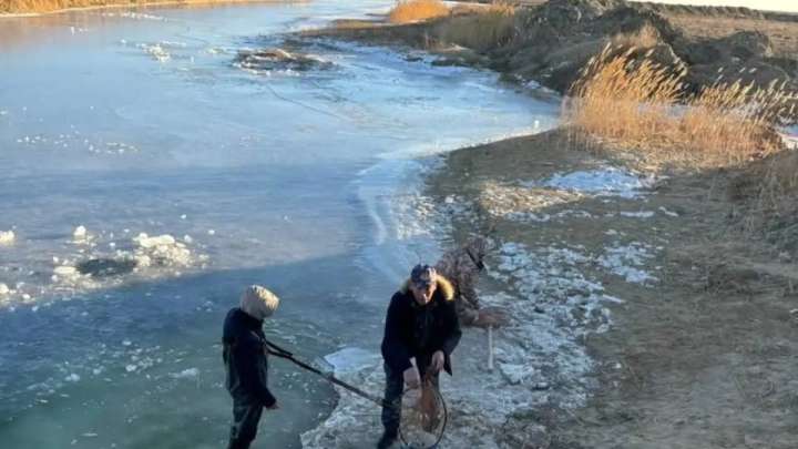 Атырауда мөңке балықтарының шабағы қырылып жатыр