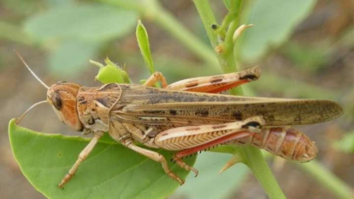 Ел Үкіметі шегірткемен күресу үшін биыл 7 млрд теңге бөледі