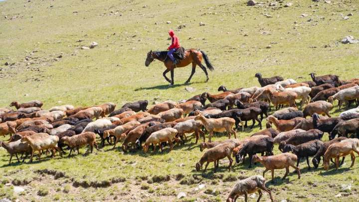 Мал басына субсидия беру тоқтатыла ма?  Министр жауабы