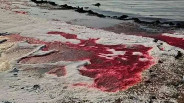 Каспий теңізінің суы қанқызыл түске боялды. Бұл ненің белгісі?  (ВИДЕО)