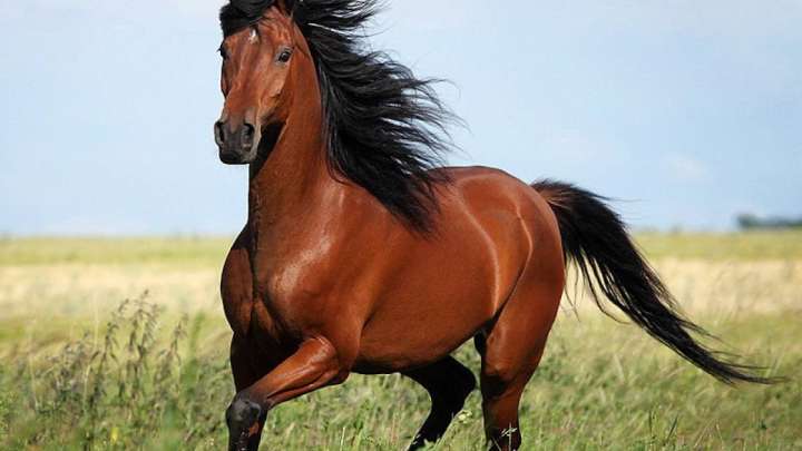 Ұларбек Нұрғалым. Қар суымен кеткен жылқы