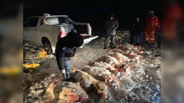 Ақтөбе облысында ақбөкендерді атқан браконьерлер ұсталды