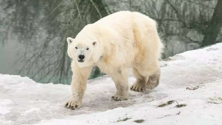 Әйгілі Алматы зообағы басқа қалаға көшіріле ме?