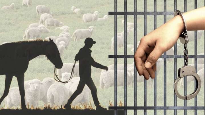 Шекарадан заңсыз шығарылған мал қай елдерге сатылады?– ҰҚК