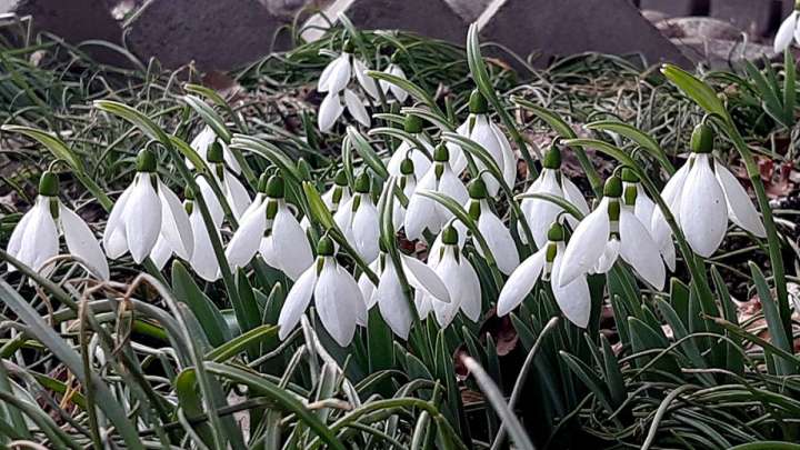 Шымкентте бәйшешек гүлдей бастады