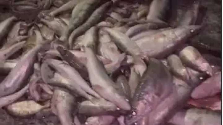 Жетісулық браконьерлерден 200 келіден астам балық тәркіленді