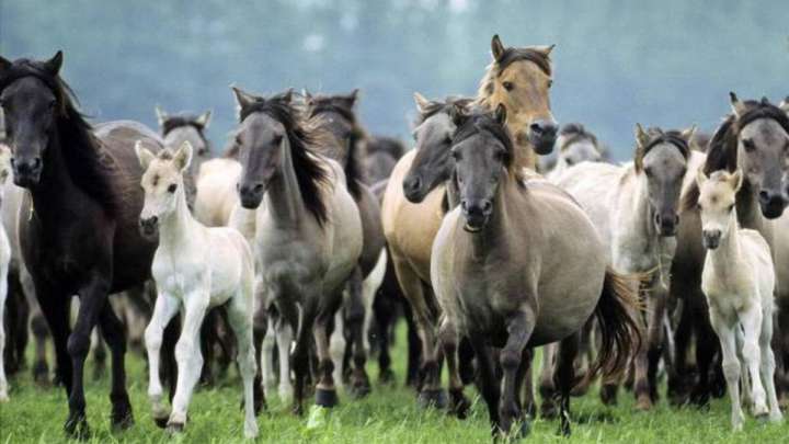 Алматы облысында мал ұрлығымен айналысқандар ұсталды