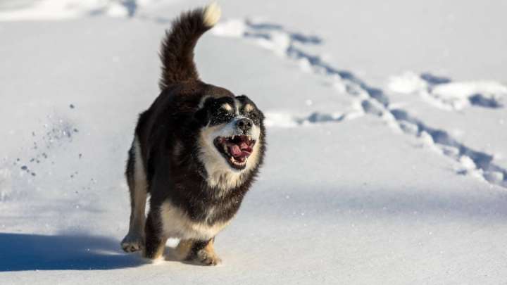 Ақтөбедегі оқушы өлімі. Баланы ит талап тастаған ба?