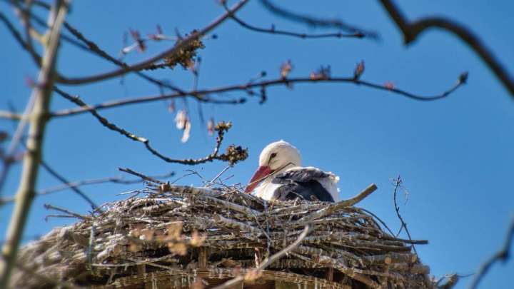 +20 градус: Наурызда ауа райы қандай болады