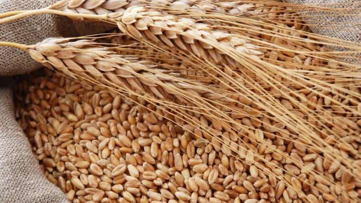 Ресей Қазақстаннан бидай экспорттауға тыйым салды