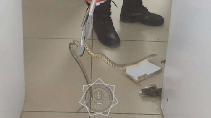 Тараздағы сауда үйлерінің бірінде жылан табылды