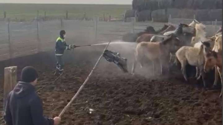 ​Атырау облысында кене көбейіп, киік қырылып жатыр