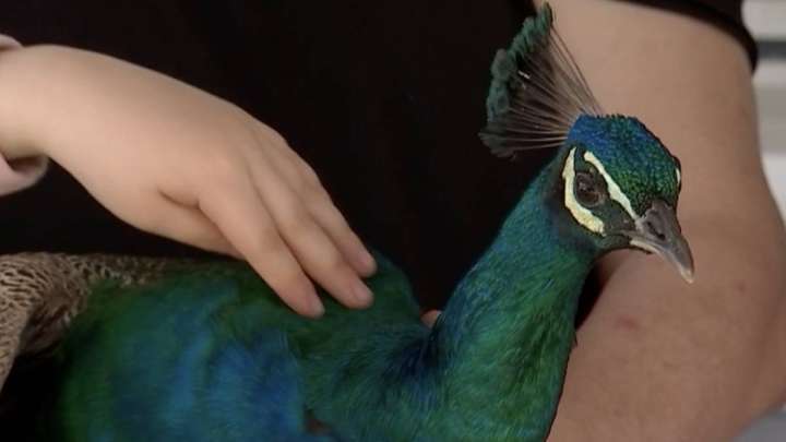 Тосын жайт: Алматы көшелерінен иесіз жүрген тауыс табылды