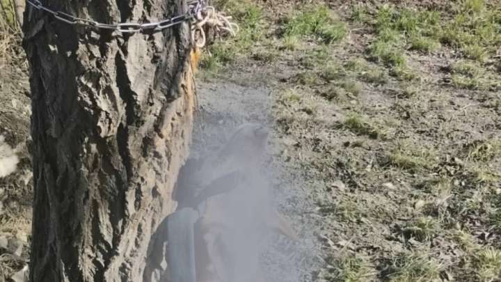 Семейде итті шынжырға асып қойған қаскөйдің жеке басы анықталды