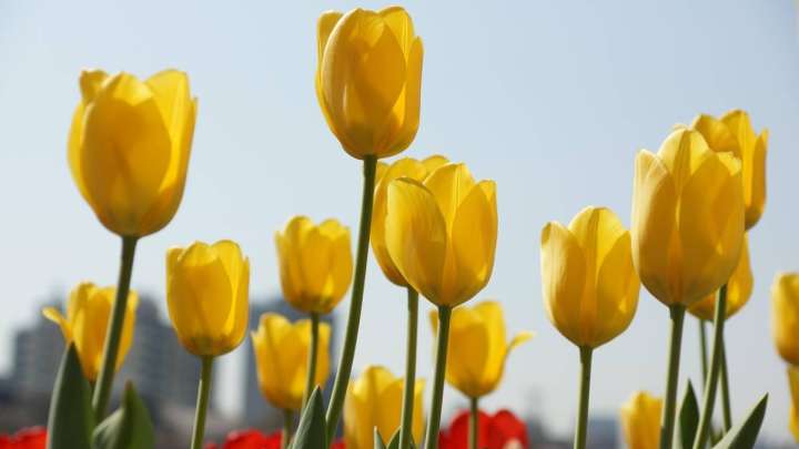 Қызғалдақ дауы: тағы бір әкім жазалануы мүмкін