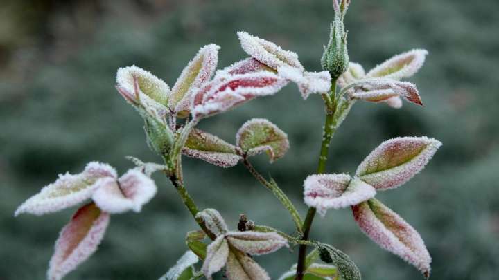 Еліміздің қай аймағында үсік жүретіні белгілі болды