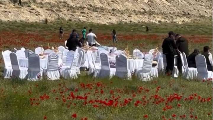 Маңғыстауда қызғалдақ үстіне дастархан жайылған: желіде видео тарады