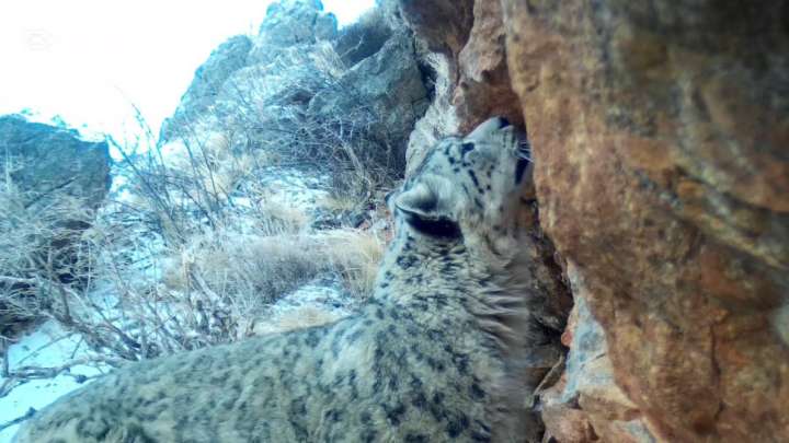 Сайрам-Өгем ұлттық паркінде "тау падишасы" фототұзаққа түсті
