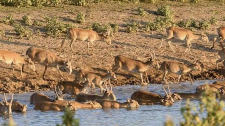 Қазақстан мен Ресей киіктерге қатысты келіссөз жүргізіп жатыр