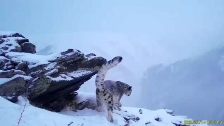 Қатонқарағай ұлттық паркінде қар барысы фототұзаққа түсті