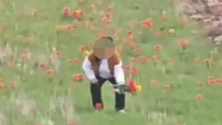 Қызғалдақ жұлған әйел кінәсін мойындады: полиция істің мән-жайын айтты