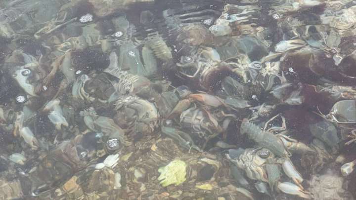 Ақтауда су арнасынан өлі шаяндар табылды