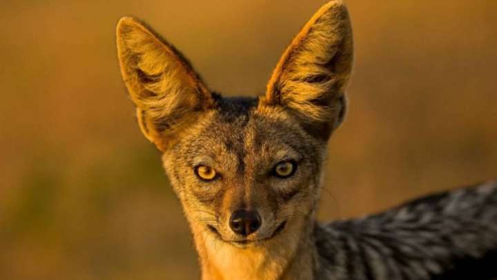 Ақтау көшелерінде аш жүрген жыртқыш байқалды 