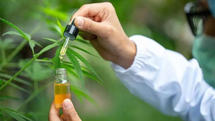 Қазақстанда медициналық мақсатта қарасора өсіріледі