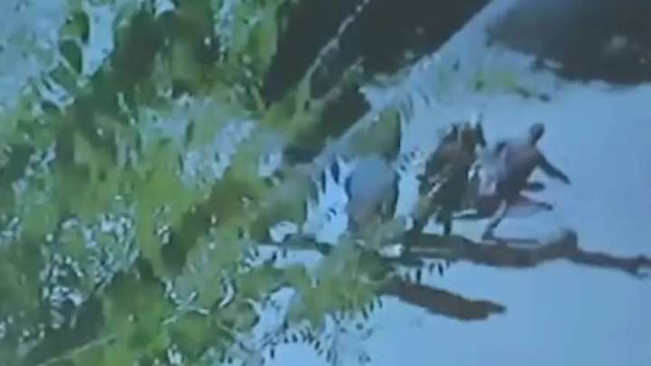 Шерзат ісі: сотта адамшошырлық кадрлар көрсетілді