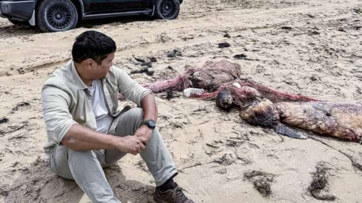 Каспий жағалауынан екі мыңнан аса итбалықтың өлексесі табылған