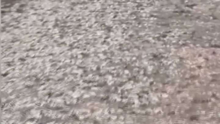 Қарағанды облысындағы үш ауданда шегіртке жайылым мен шабындықты жайпап жатыр