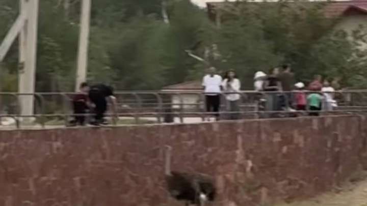 Шымкент зообағында жасөспірім түйеқұсты тепкен - видео