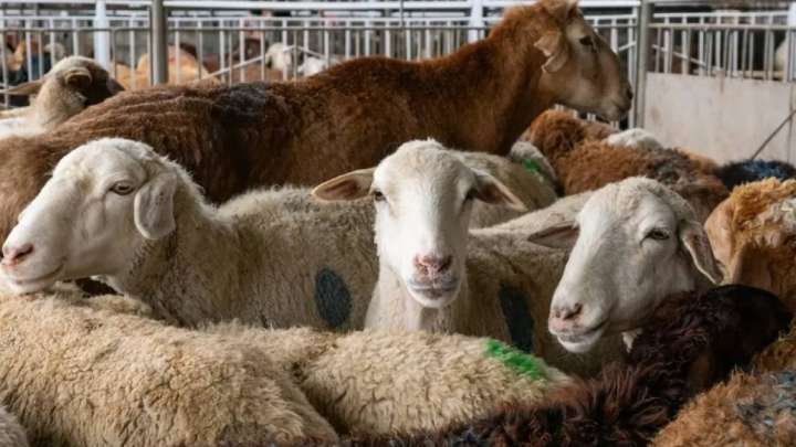 Құрбандықты кімдер шала алады?