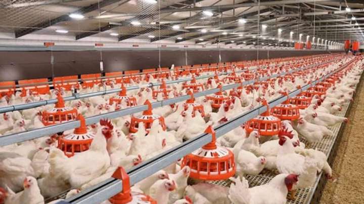 Сауран ауданында 280 мың басқа арналған құс фермасы іске қосылады