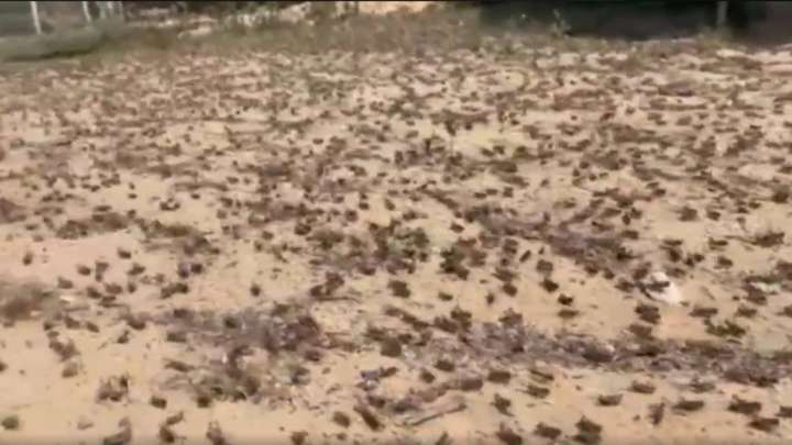 БҚО-да 120 мың гектар жерді шегіртке басты