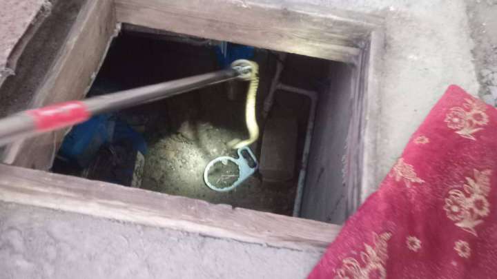 Жыландар үйлерге кіріп кеткен – құтқарушылар шұғыл әрекет етті