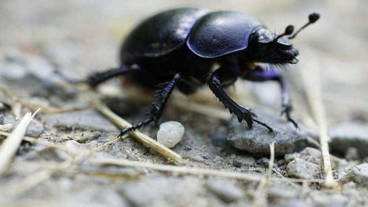 Маңғыстау облысында қара қоңыз қаптады