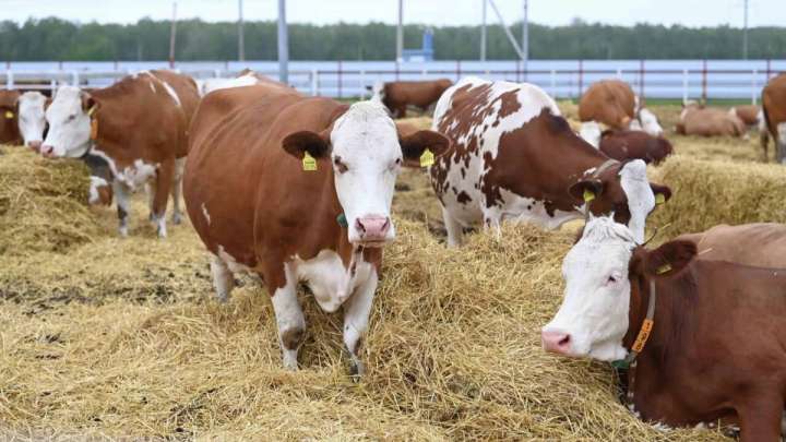 Түркістан облысы әкімдігі малдың қырылу дерегіне байланысты пікір білдірді