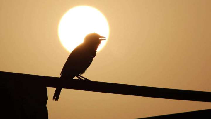 Нөсер, бұршақ, аптап ыстық: 20 маусымға арналған ауа райы болжамы