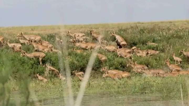 Ауланған киіктің еті мен мүйізі қайда тапсырылады?