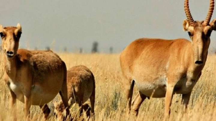 800 мың бас киік етке өткізілуі мүмкін