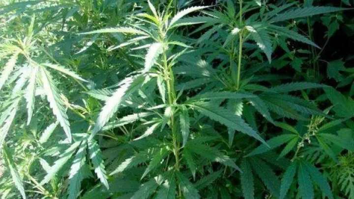 Биыл есірткіге қатысты 1 500-ге жуық қылмыс тіркелді