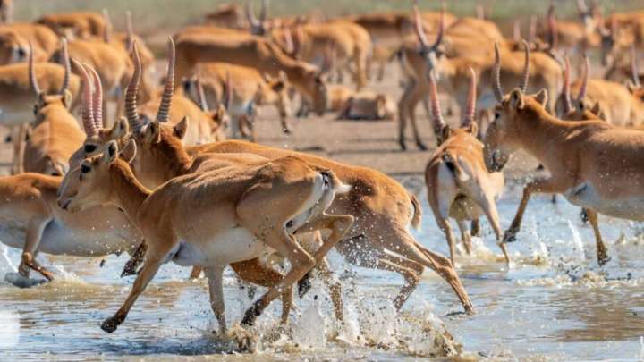 Қазақстанда киіктердің санын реттеу жұмыстары қайта басталады
