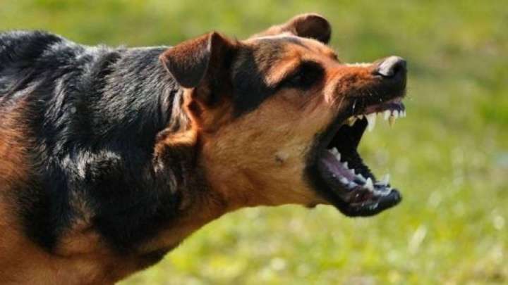 Алматы облысында он жастағы баланы иттер талады