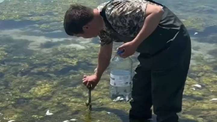 Маңғыстауда теңіз жағалауынан өлген балықтар табылды