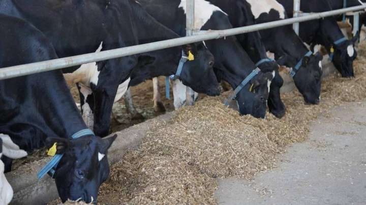 Ветеринариялық құжаты жоқ мал өнімін сатқандар жазаға тартылуы мүмкін