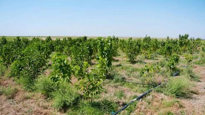 Түркістан: Келес ауданында жібек құрты өндіріледі